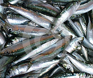 Fish at the market