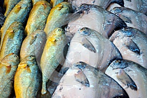 Fish market