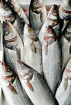 Fish at market