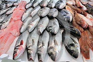 Fish market photo