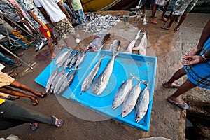 Fish market
