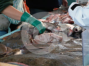 Fish Market