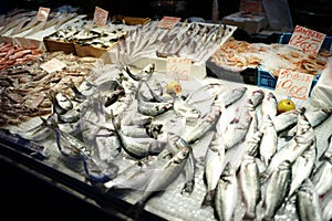 Fish Market