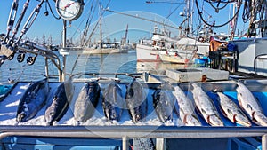 Fish Market