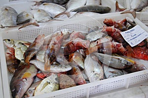 Fish market