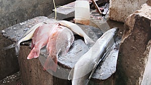 Fish Market in Africa, Sea Fish Lies on Dirty, Unsanitary Display Case, Zanzibar