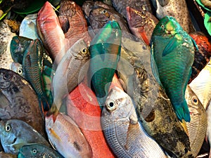 Fish market, Alona Beach, Panglao Philippines
