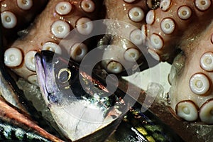 Fish market - Atlantic mackerel (Scomber scombrus) and octopus (Octopus vulgaris)