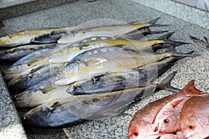 fish market - Barka, Muscat, Oman