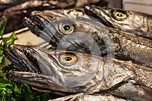 Fish on market, black scabbard espada in fish market Mercat de