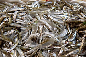 fish market chioggia and sottomarina city in the venetian lagoon near venice famous for its fishing ports