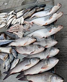 Fish market in city fresh fish in pot