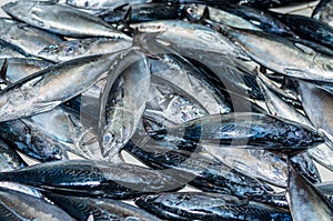 Fish Market in the city of Male, capital of Maldives