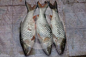 Fish at market