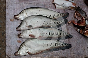Fish at market
