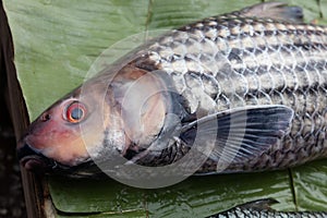 Fish at market