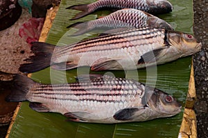 Fish at market