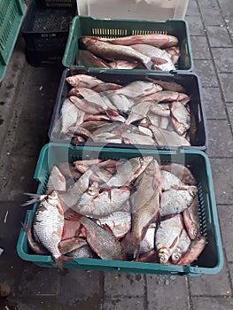 Fish on market. Fish, market,pesado, riba photo