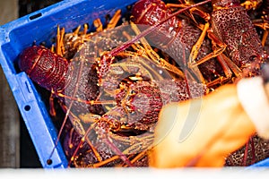 fish market with fish and crustations. seafood