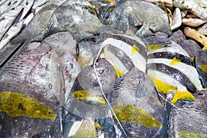 Fish market, fish of the Persian Gulf