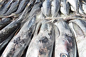 Fish market, fish of the Persian Gulf