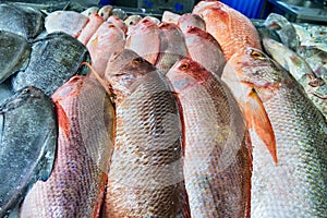 Fish market, fish of the Persian Gulf