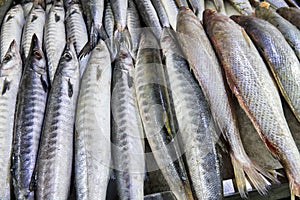 Fish market, fish of the Persian Gulf