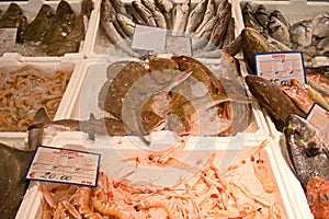 Fish market with fresh various fishes