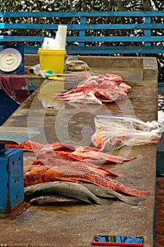 Fish market in the Galapagos Islands