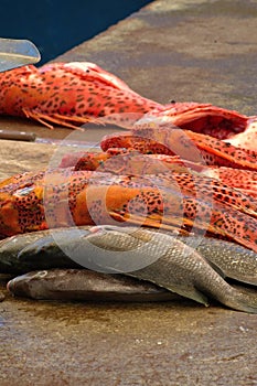 Fish market in the Galapagos Islands