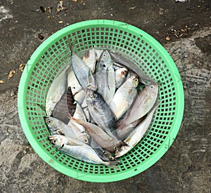 Fish at the market in Ha Long, Vietnam