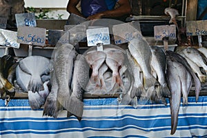 Fish market in Ipanema, Rio de Janeiro photo