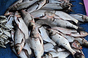 Fish market in Kumrokhali, West Bengal, India