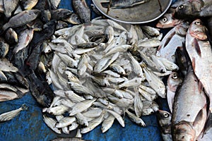 Fish market in Kumrokhali, West Bengal, India