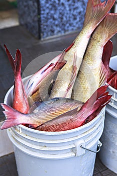 Fish Market in Male, Maldives