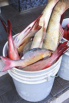 Fish Market in Male, Maldives