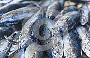 Fish Market in Male, Maldives