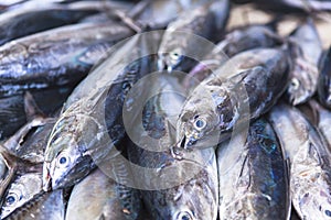 Fish Market in Male, Maldives