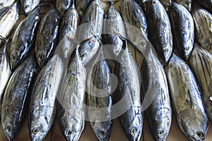 Fish Market in Male, Maldives