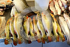 Fish market of Manaus - Amazonas, Brazil