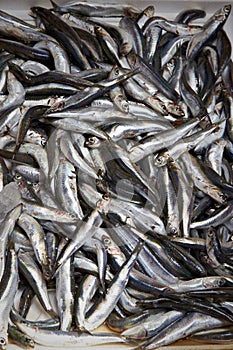 Fish market many dead silvery fish
