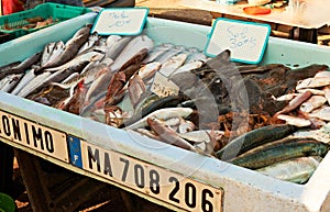 Fish market of Marseille in France