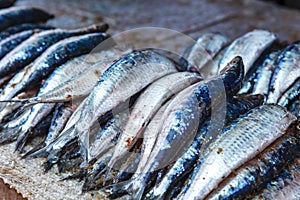 Fresh sardines at the fish market in Negombo, Sri Lanka
