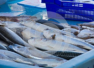 Fish in the Market at Old Port, Marseille France