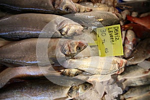 Fish Market Perch Fish