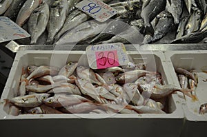 fish market in Pula, fresh fish