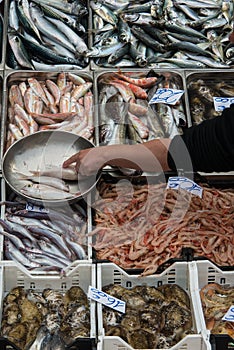 Fish market scene
