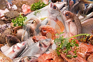 Fish Market Spain