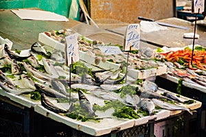 Fish Market Species