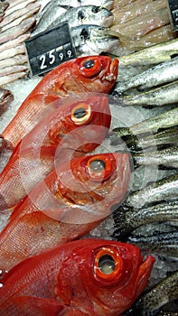 Fish Market Stall